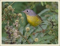 Nashville Warbler - Vermivora ruficapilla