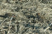 Rustic Bunting - Emberiza rustica