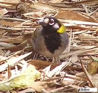 White-eared Ground-Sparrow - Melozone leucotis