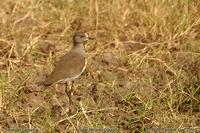 Senegal Lapwing (Vanellus lugubris)