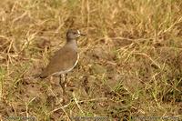 Senegal Lapwing (Vanellus lugubris)