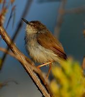 grey prinia