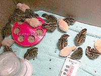 Another shot of the Coturnix chicks
