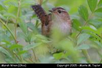 Marsh Wren - Ohio