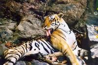 TIGER Panthera Tigris