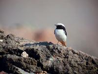 Mourning Wheatear (Oenanthe lugens)