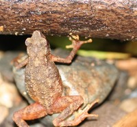 : Ansonia longidigita; Long-fingered Slender Toad