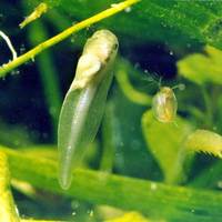 : Bombina variegata variegata; Yellow-bellied Toad