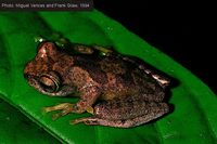 : Boophis blommersae