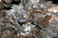 : Ensatina eschscholtzii xanthoptica; Yellow Eyed Ensatina