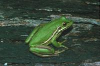 : Litoria aurea; Green And Golden Bell Frog