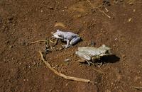 : Osteopilus septentrionalis; Cuban Treefrog