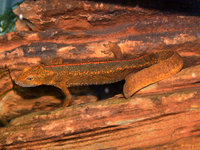 : Paramesotriton caudopunctatus; Spot Tailed Warty Newt