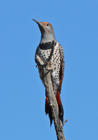 : Colaptes auratus; Northern Flicker