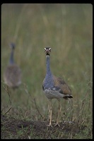 : Eupodotis senegalensis; White-bellied Bustard