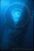 : Chromis punctipinnis; Blacksmith Damselfish;