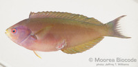 : Pseudocoris aurantiofasciata