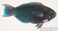 : Scarus niger