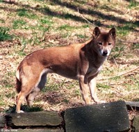 : Canis lupus halstromi; New Guinea Singing Dog