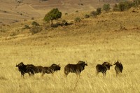 : Connochaetes gnou; Black Wildebeest