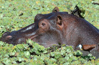 : Hippopotamus amphibus; Hippopotamus