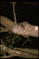 : Petaurus breviceps; Sugar Glider