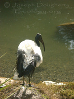 : Threskiornis aethiopicus ssp. aethiopicus; African Sacred Ibis