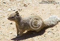 : Spermophilus variegatus; Rock Squirrel