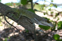 : Anolis leachii; Barbuda Bank Tree Anole