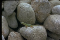 : Anolis sp.; Anole