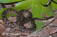 : Bothrops brazili; Brazil's Lancehead