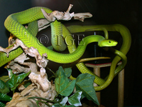 : Dendroaspis angusticeps; East African Green Mamba