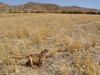 : Gambelia sila; Blunt-nosed Leopard Lizard