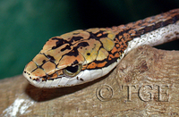 : Thelotornis capensis oatesii; Oates' Savanna Vine Snake