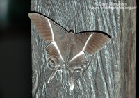 : Lyssa menoetius; Giant Uranid Moth