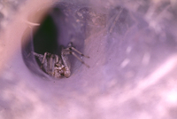 : Agelenopsis aperta; Funnel Web Spider