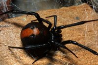 : Latrodectus hasseltii; Redback Spider