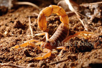 : Parabuthus pallidus; Thick-tailed Scorpion