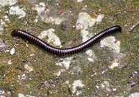 : Rhinocricus sp.; Chocolate Millipede