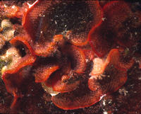 : Schizoporella unicornis; Bryozoan