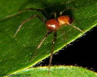 : Synema sp.; Crab Spider