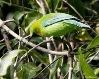 Blue-winged Leafbird