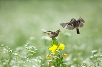 ［ノビタキ］ Siberian Stonechat / Saxicola maura / 13cm