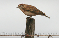 Red-capped Lark Calandrella cinerea