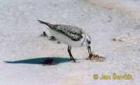 Photo of jespák aljašský, Calidris mauri, Western Sandpiper, Playero Occidental