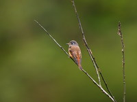 Ferruginous Flycatcher - Muscicapa ferruginea