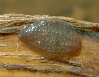 Glossiphoniidae