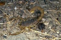 Mesobuthus gibbosus