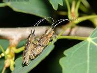 Saperda populnea populnea