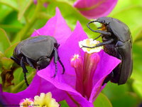 Protaetia cretica